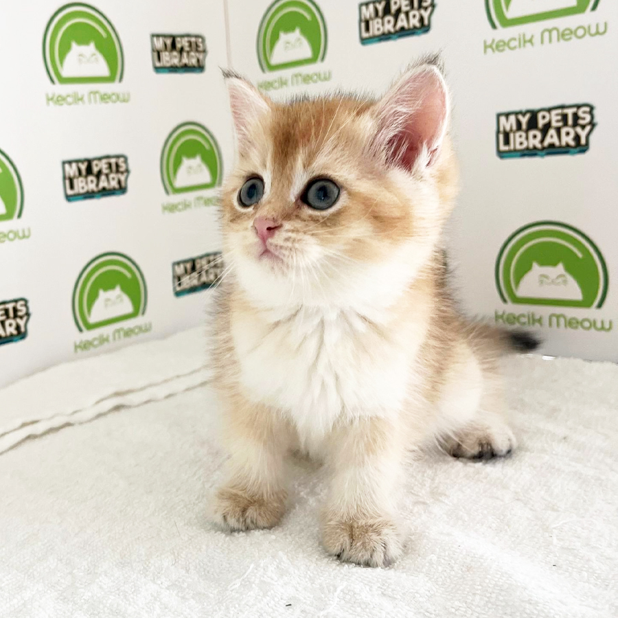British Shorthair Kitten