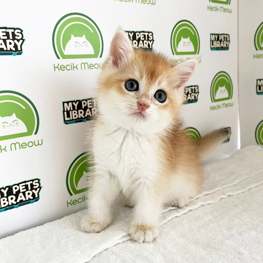 British Shorthair Kitten