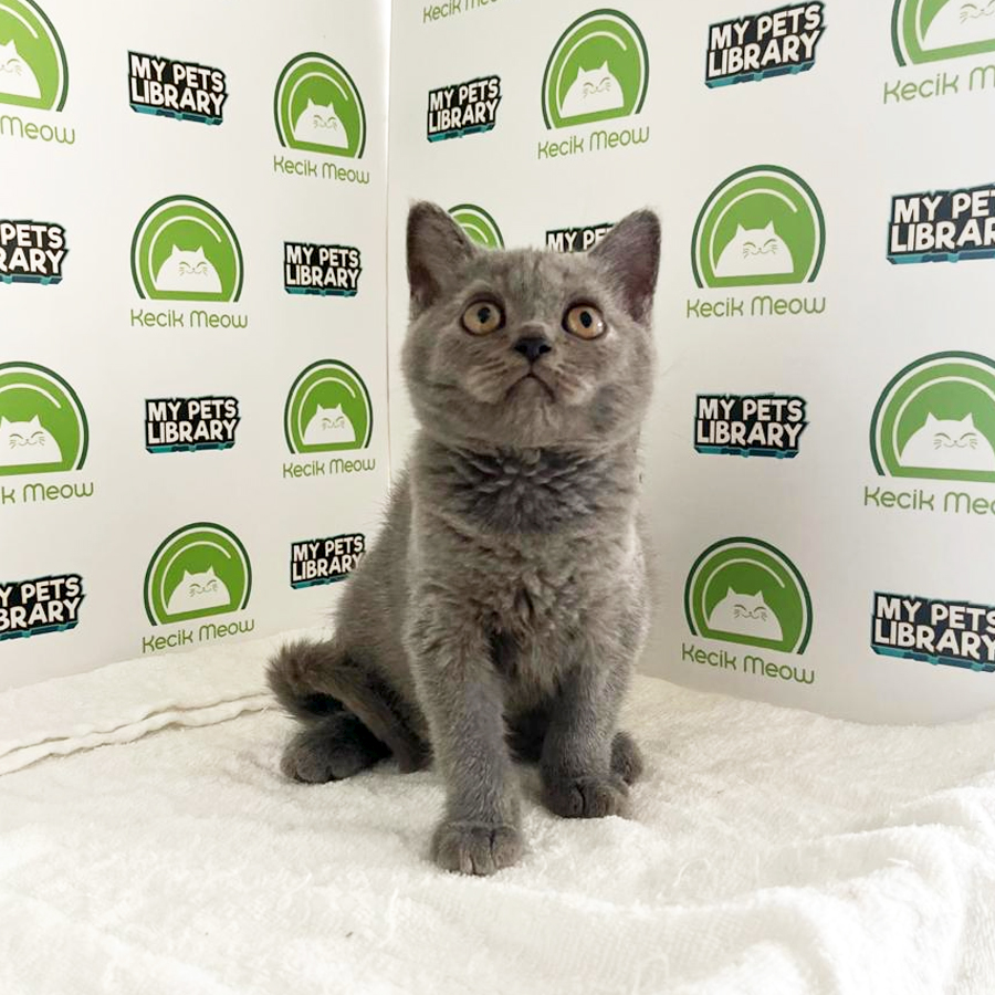 British Shorthair Kitten