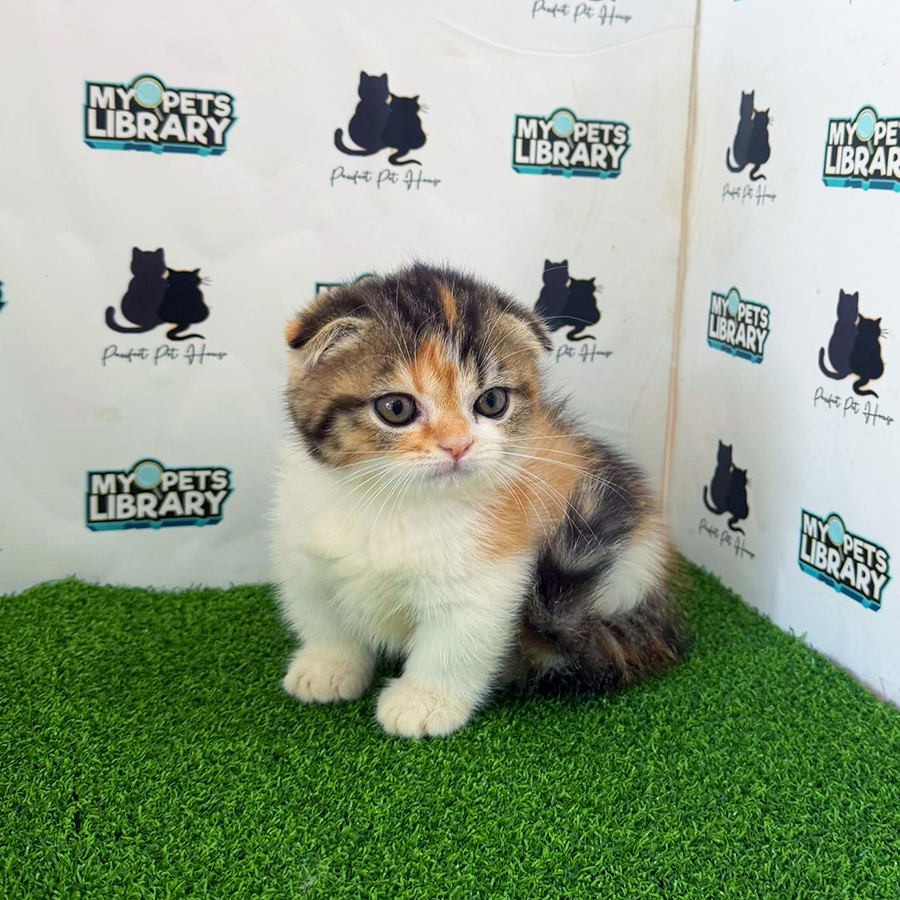 Super Short Munchkin Kitten