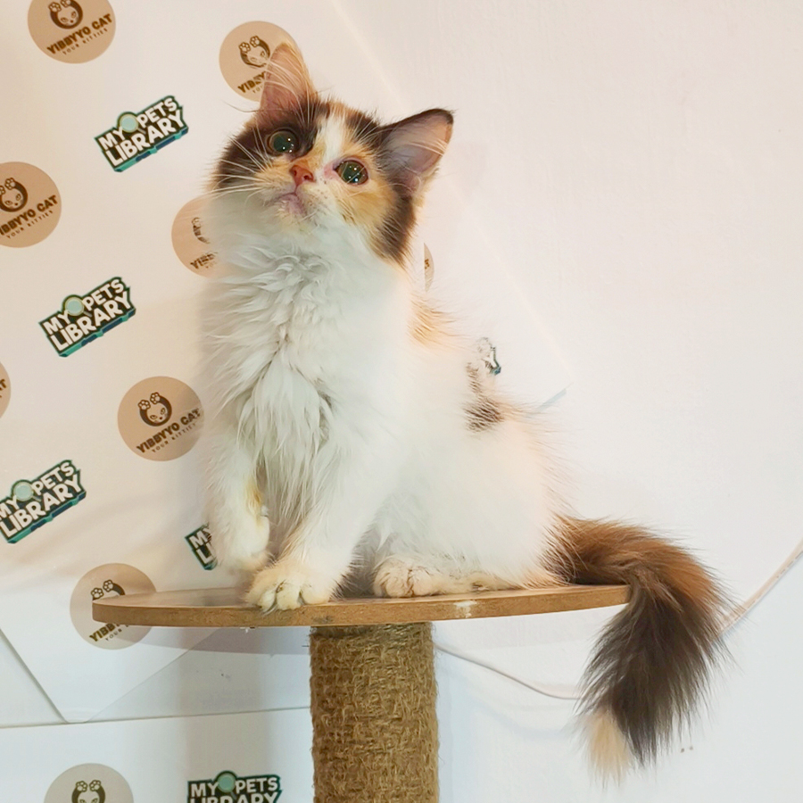 Siberian Kitten