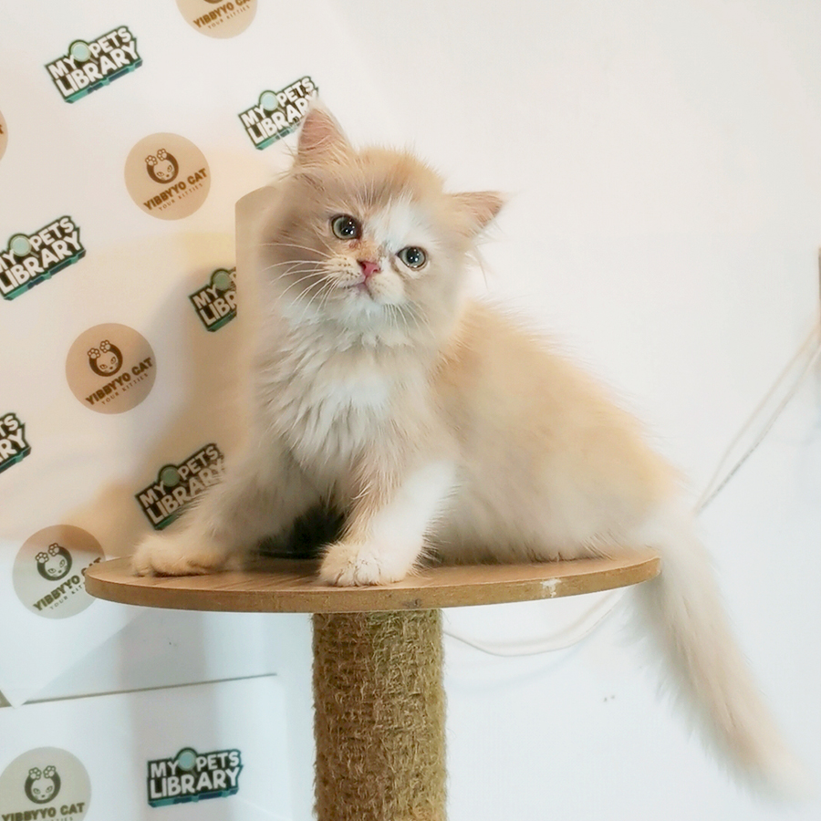 Siberian Neva Masquerade Kitten
