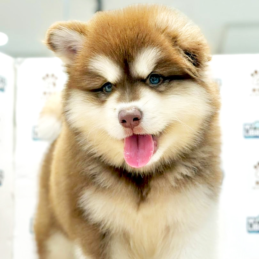 Alaskan Malamute Puppy