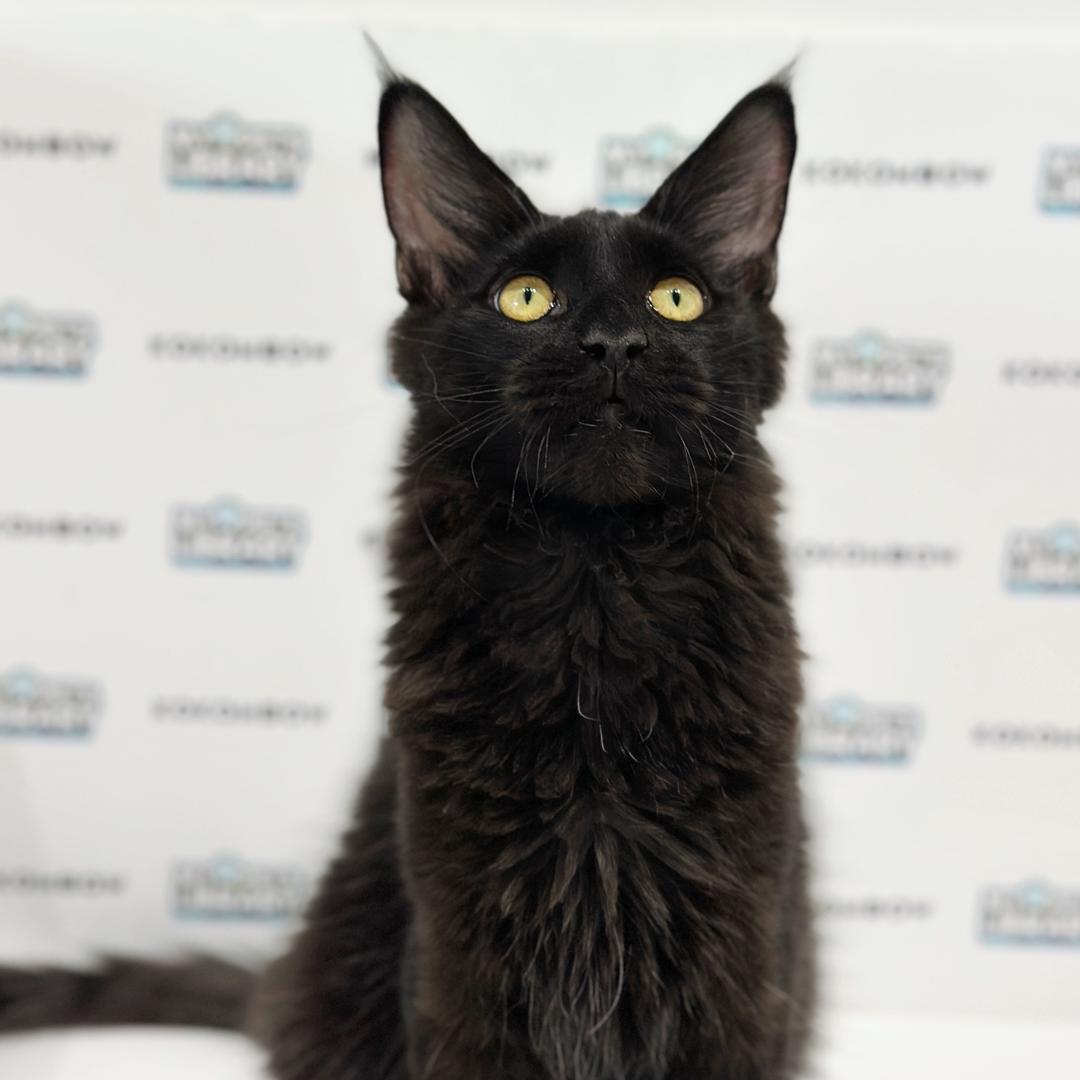Maine Coon Kitten