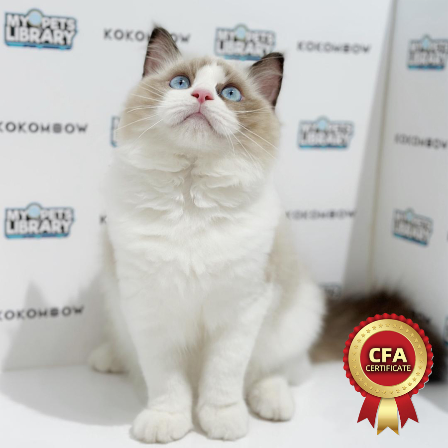 CFA Ragdoll Kitten