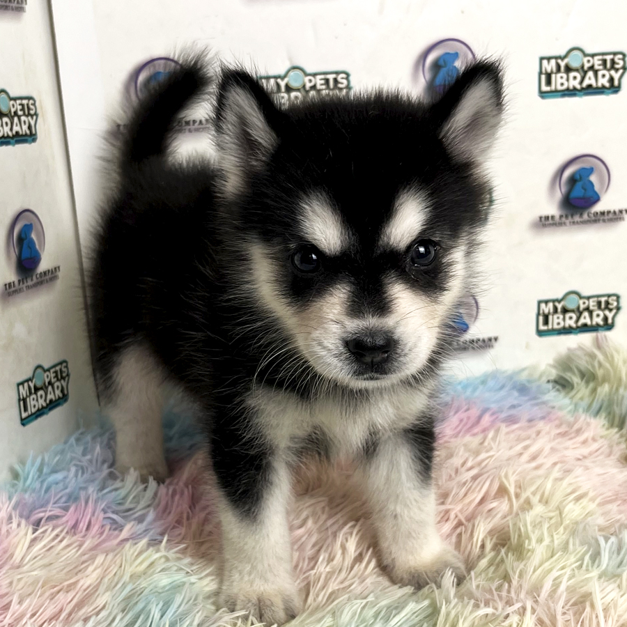 Pomsky Puppy
