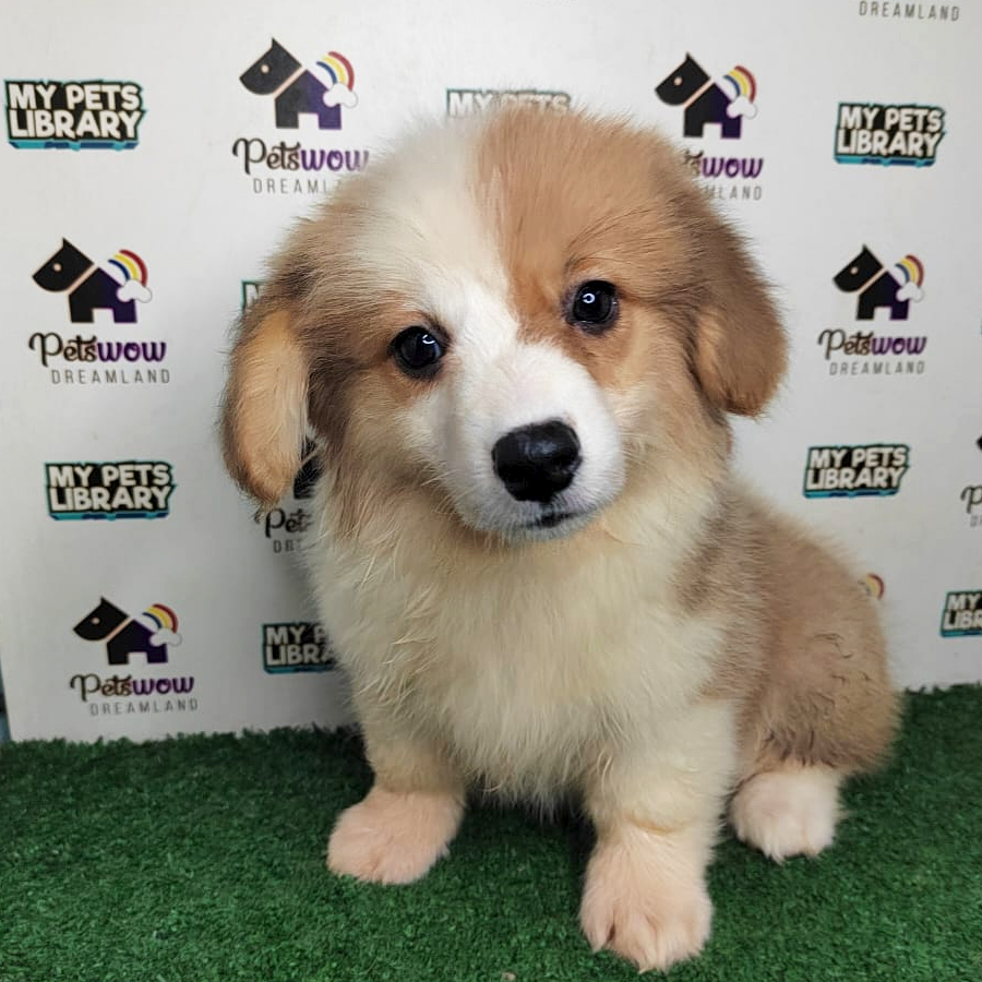 Pembroke Welsh Corgi Puppy