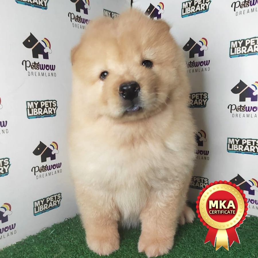 Chow Chow Puppy