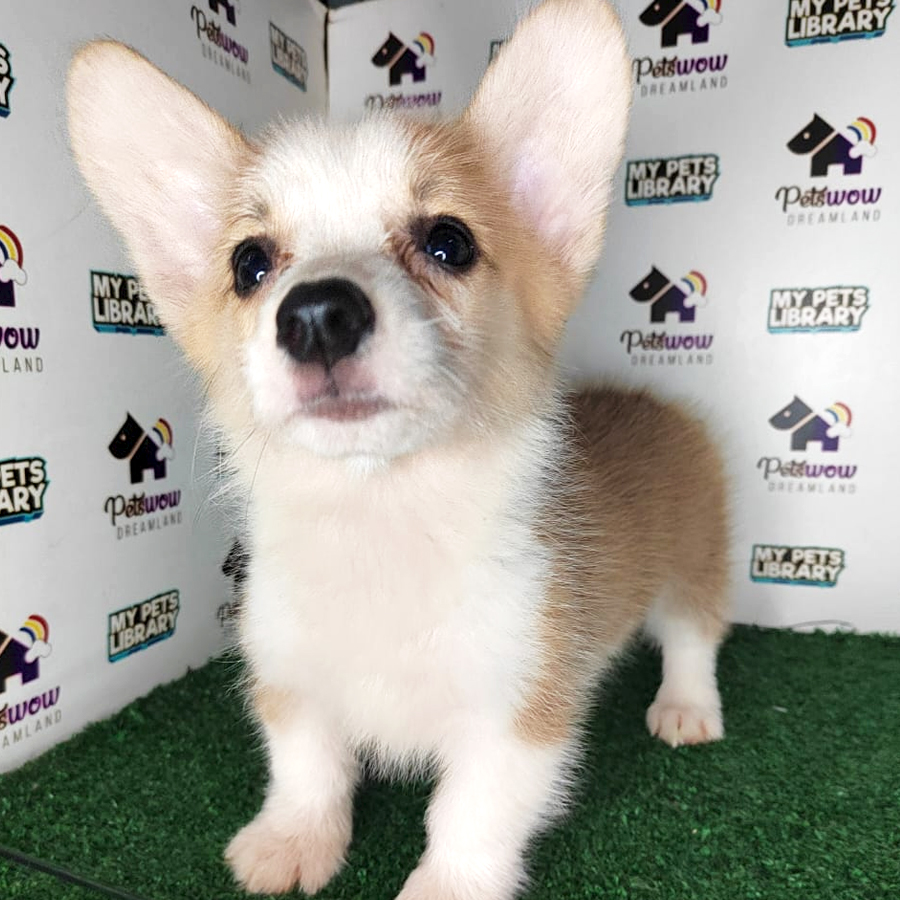 Pembroke Welsh Corgi Puppy