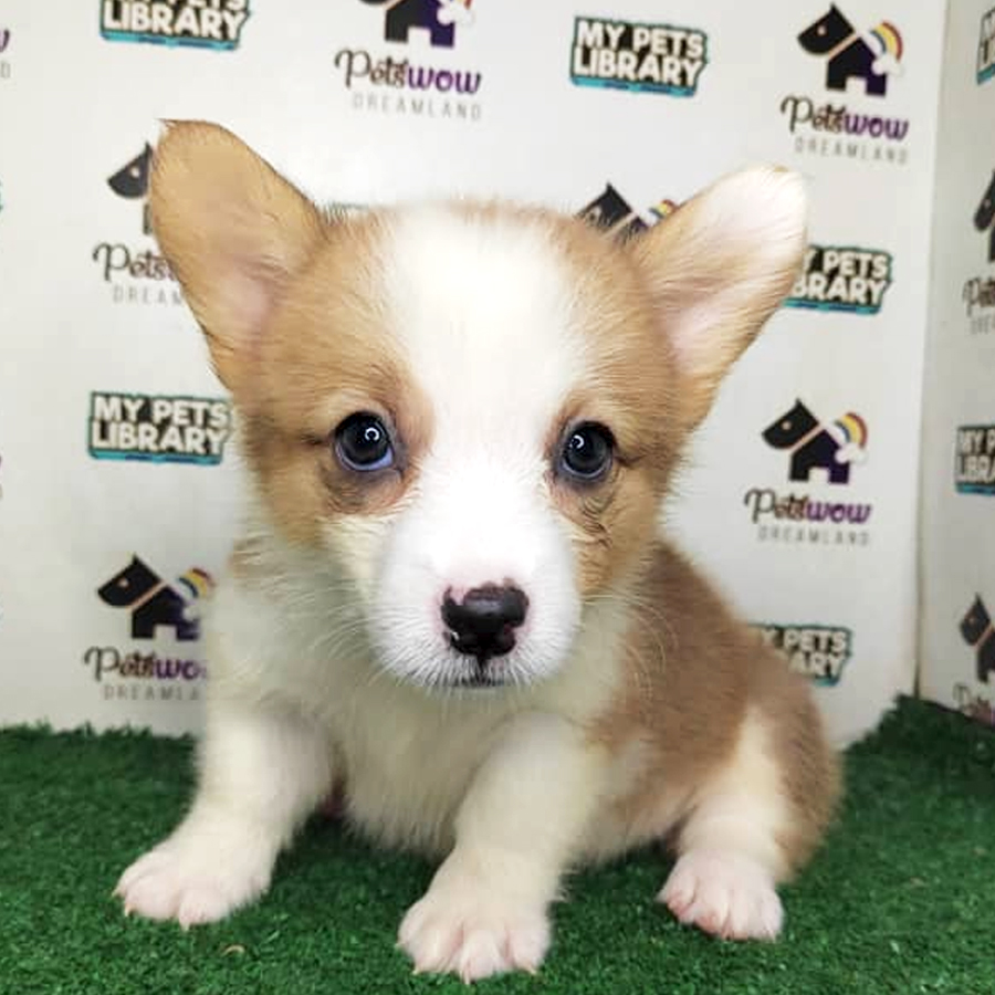 Pembroke Welsh Corgi Puppy