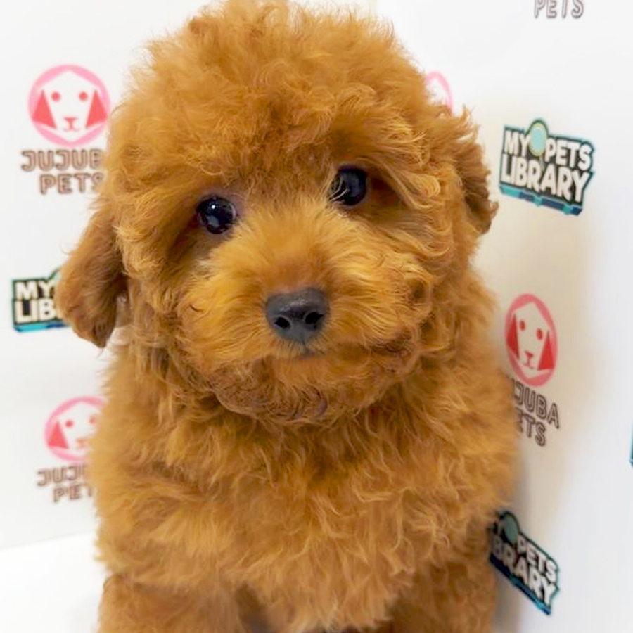 Toy Poodle Puppy