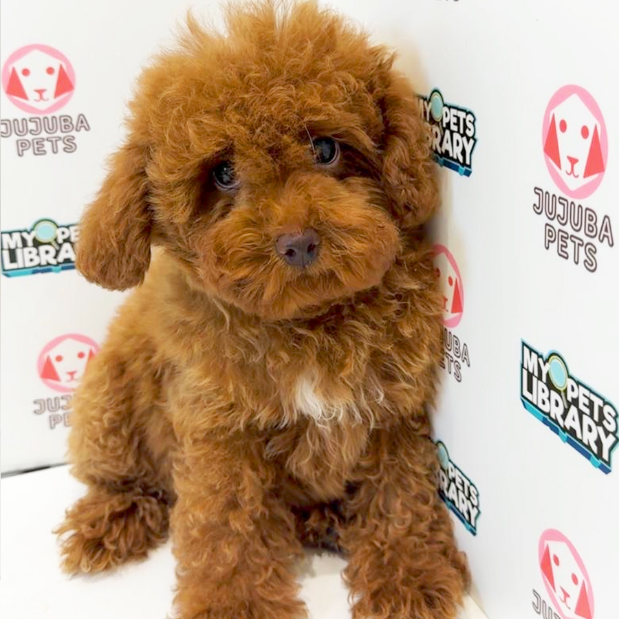 Toy Poodle Puppy