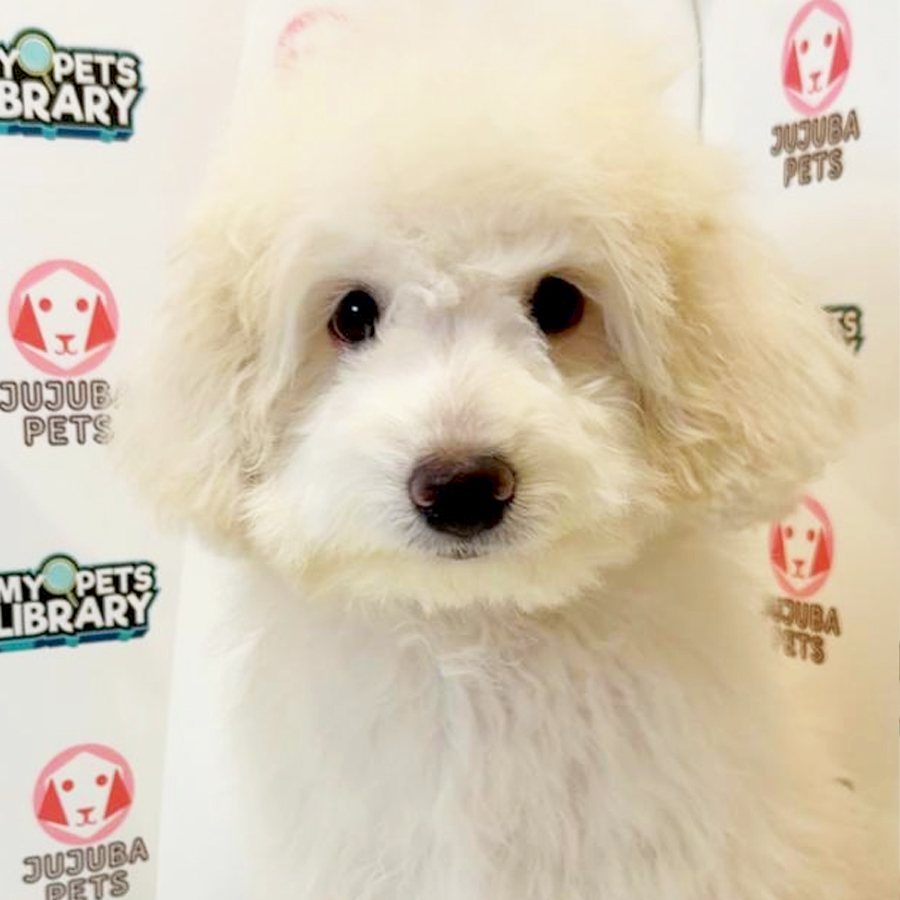 Toy Poodle Puppy