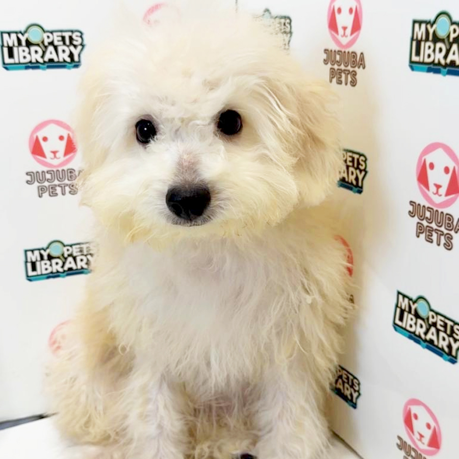 Toy Poodle Puppy