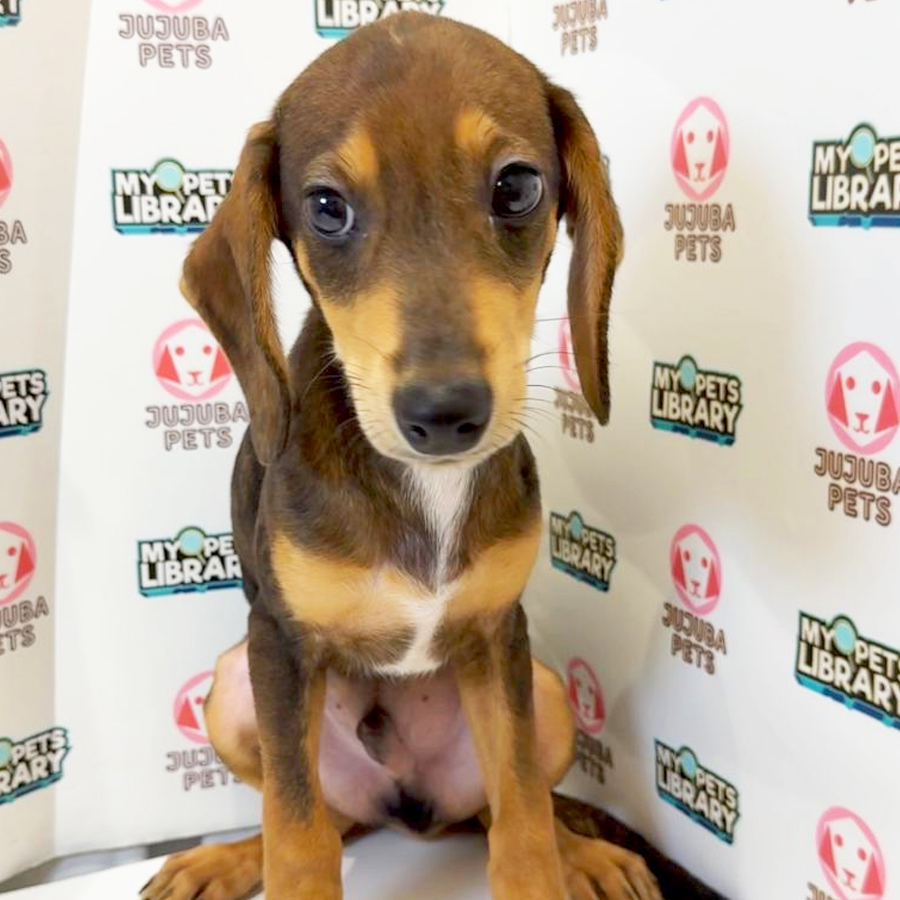 Doxle Puppy