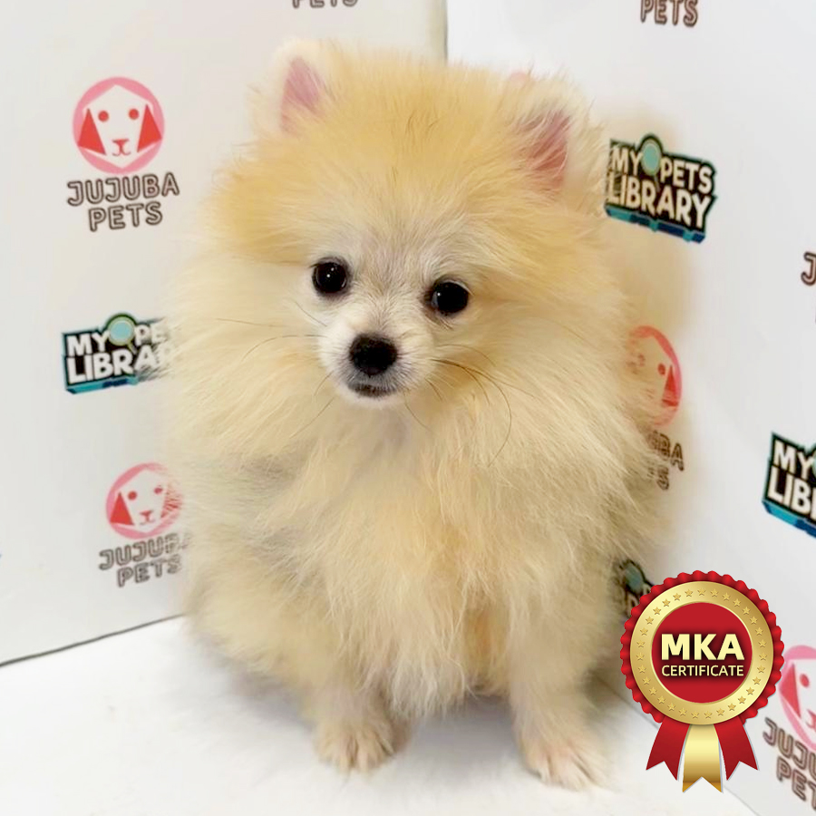 MKA Pomeranian Puppy