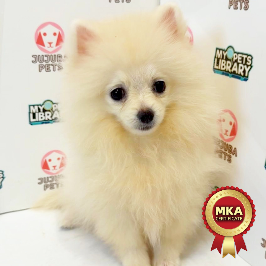 MKA Pomeranian Puppy