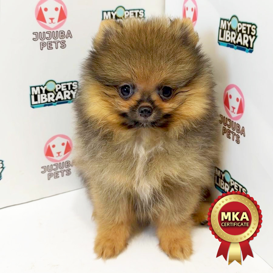 MKA Pomeranian Puppy
