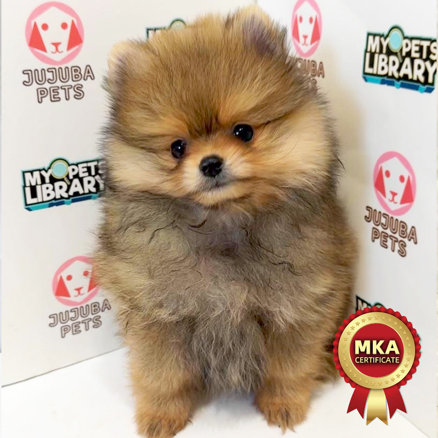 MKA Pomeranian Puppy