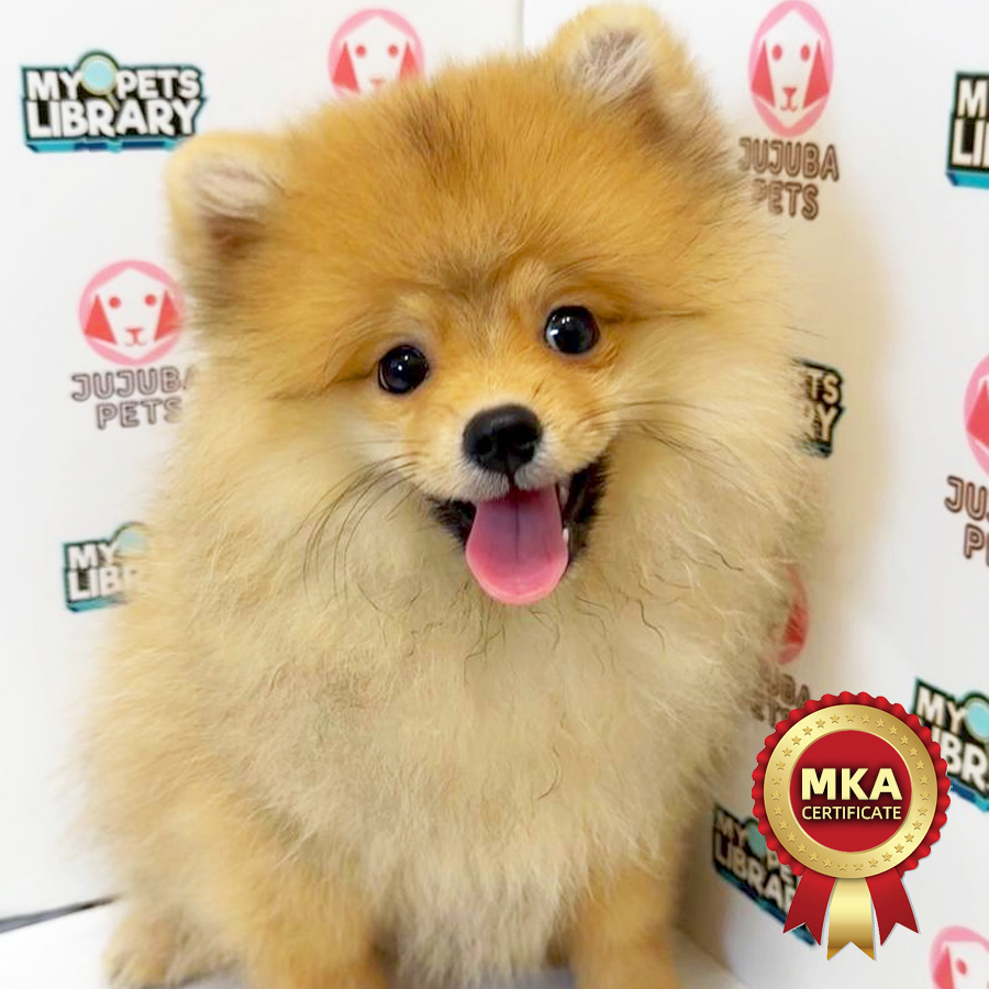 MKA Pomeranian Puppy