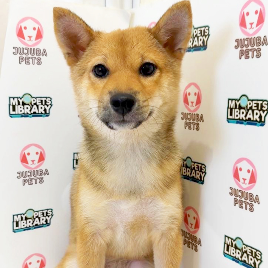 Shiba Inu Puppy