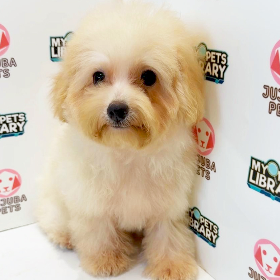 Poochon Puppy