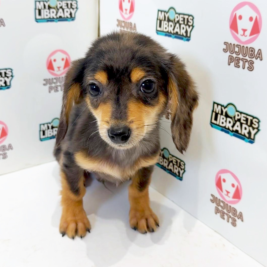 Chiweenie Puppy