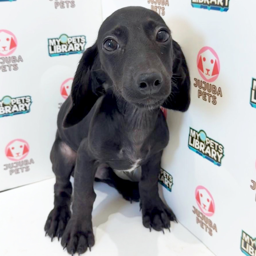 Dachshund Puppy