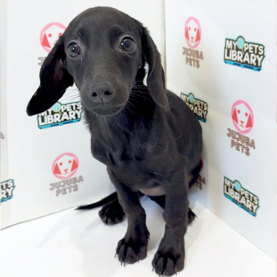 Dachshund Puppy