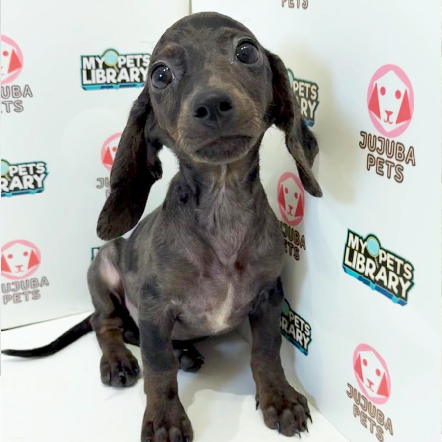 Dachshund Puppy