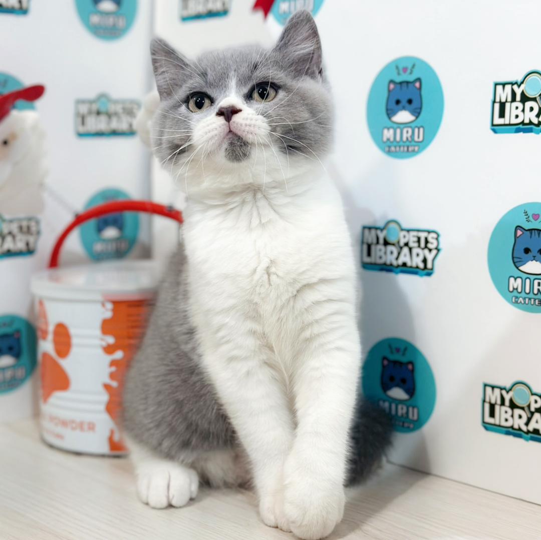 British Shorthair Kitten