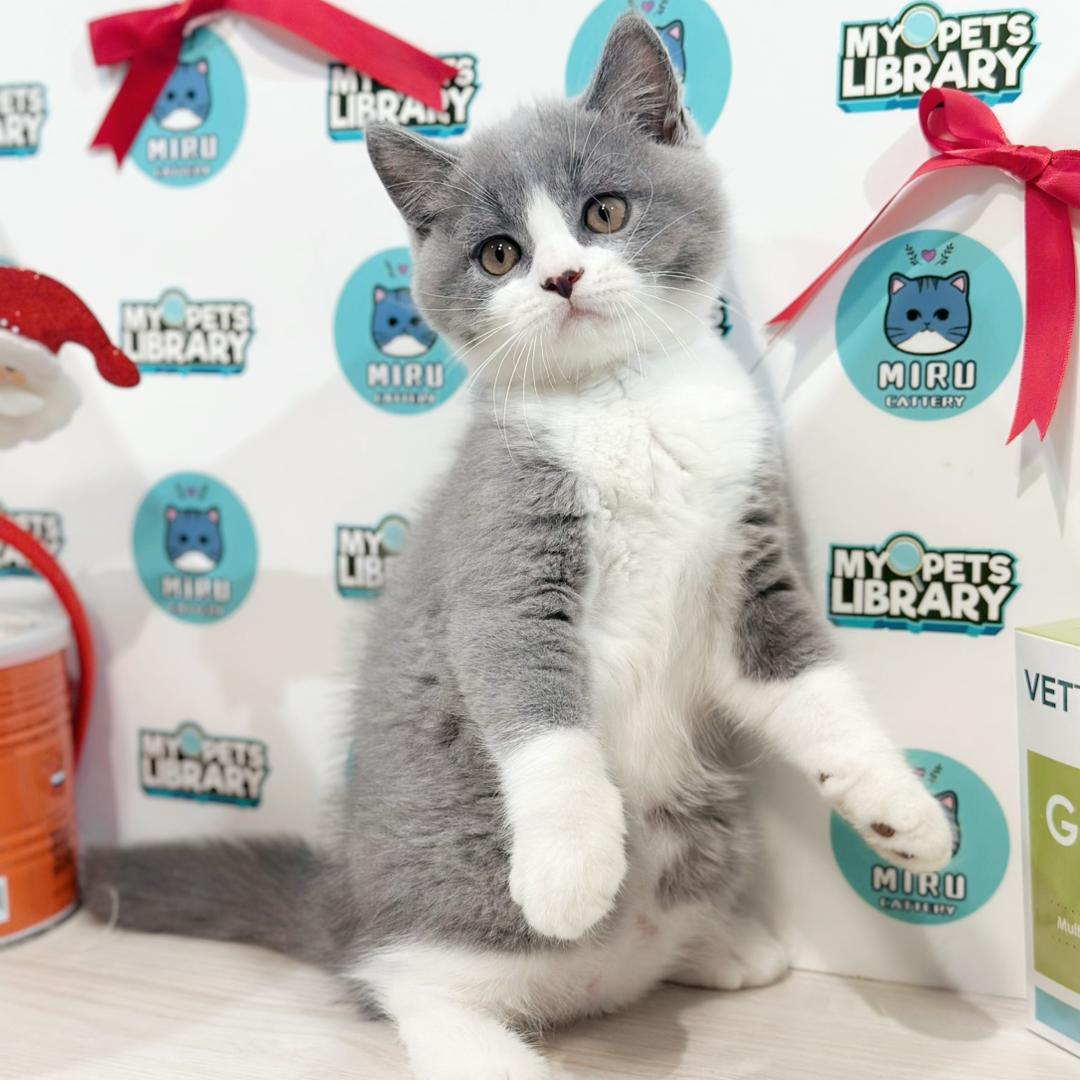 British Shorthair Kitten
