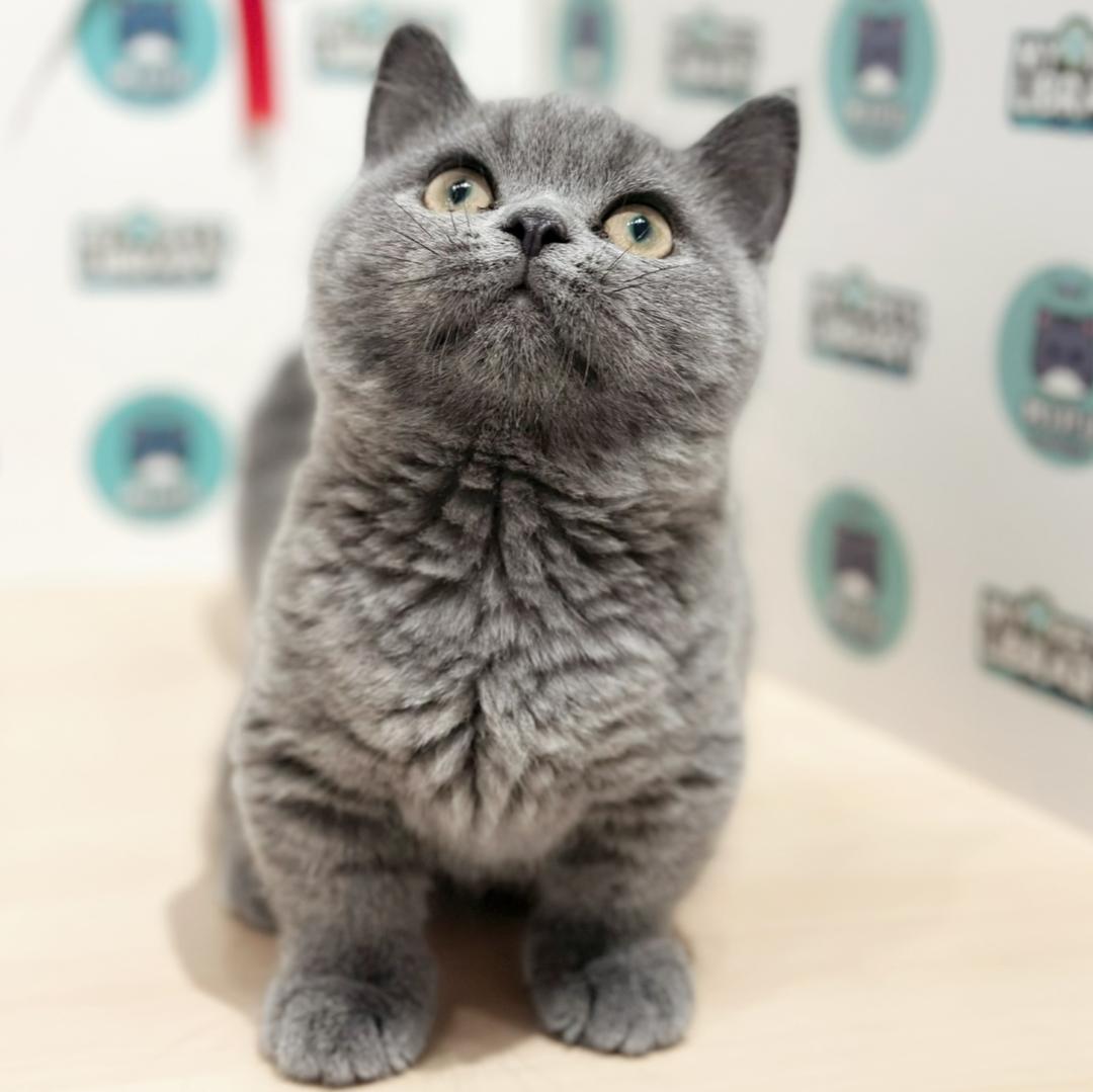 Super Short Munchkin British Shorthair Kitten