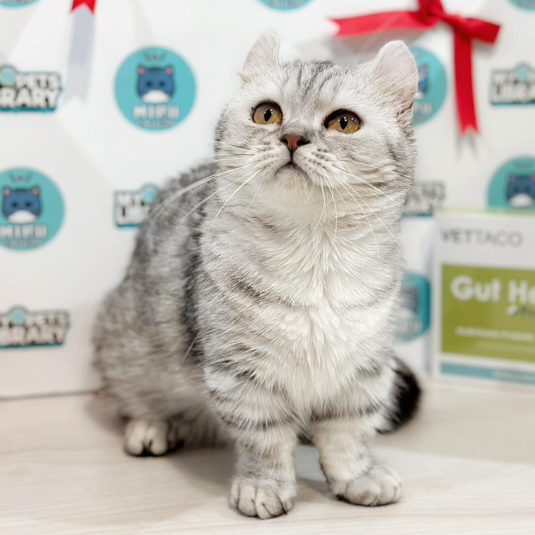 Super Short Munchkin Kinkalow Kitten