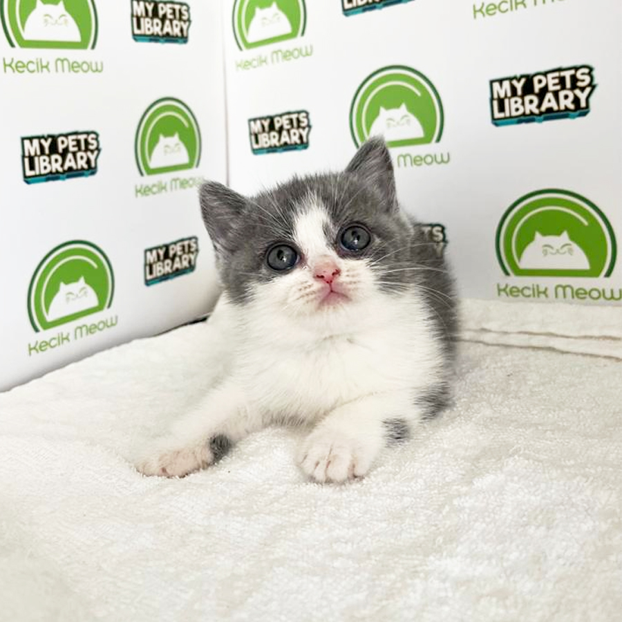British Shorthair Kitten