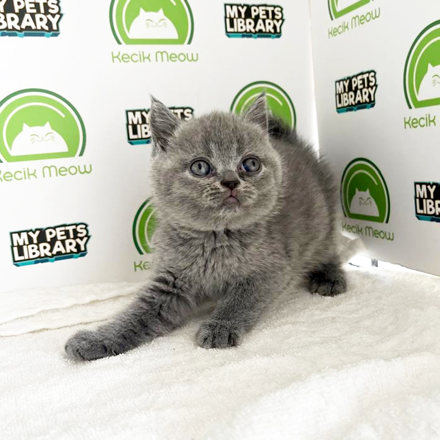 British Shorthair Kitten