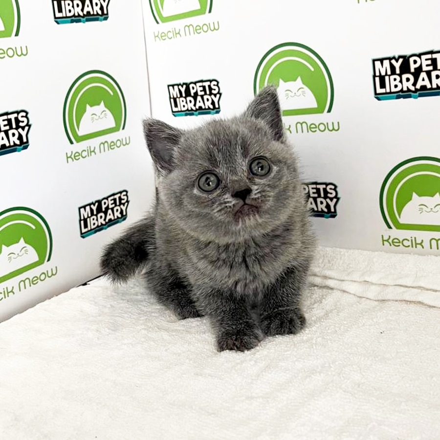 British Shorthair Kitten