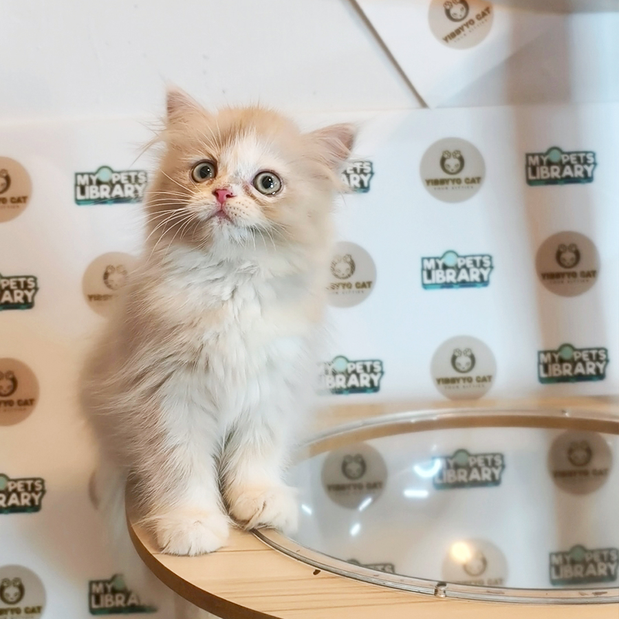 Siberian Neva Masquerade Kitten