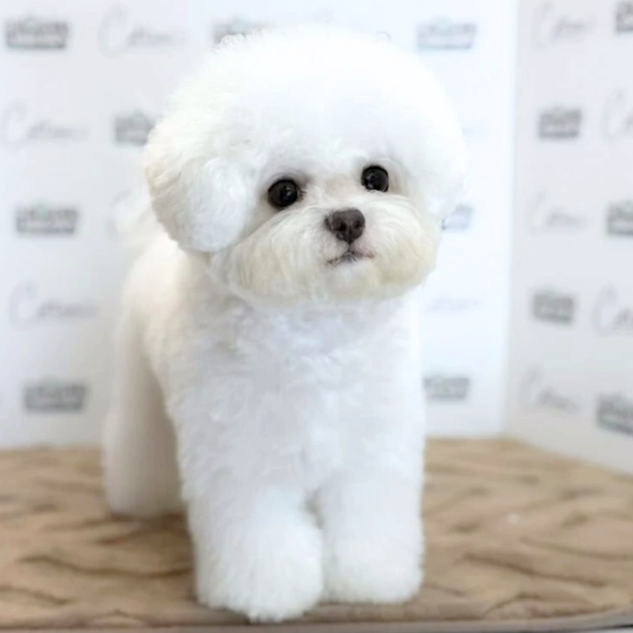 Mini Bichon Frise Puppy