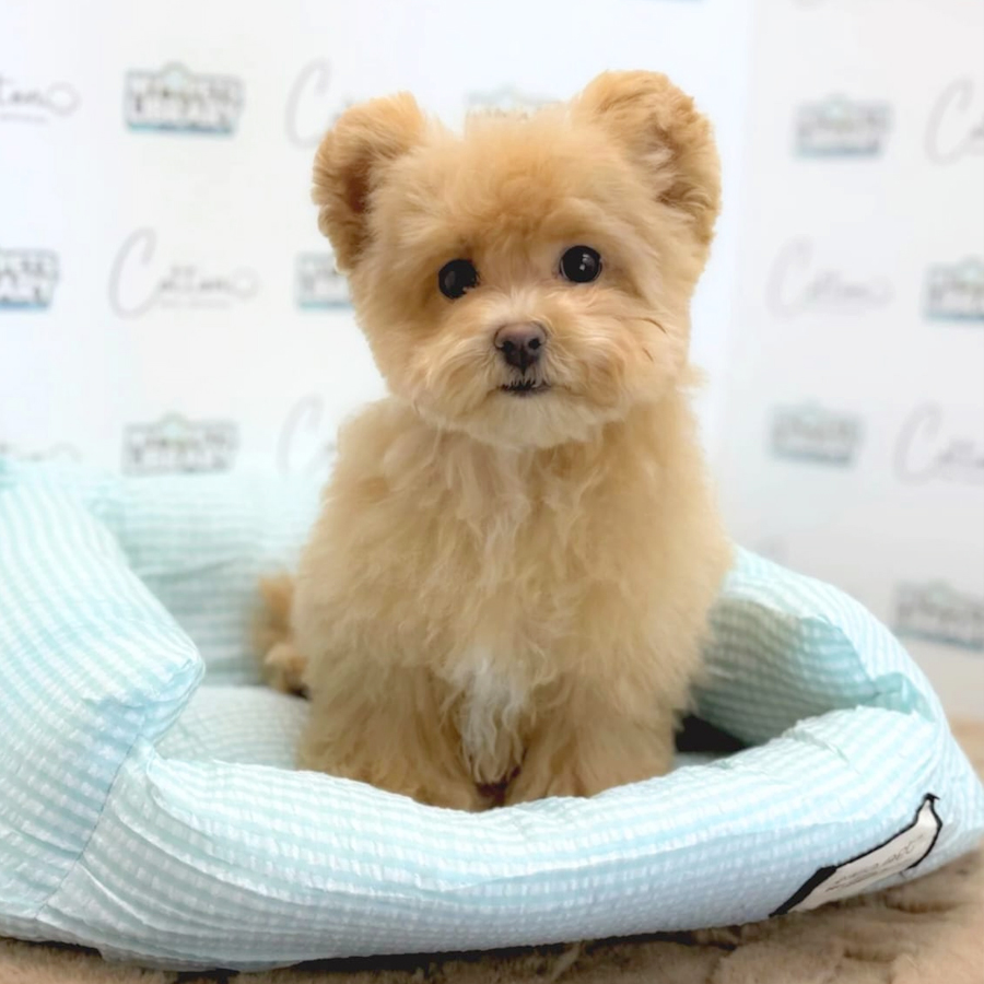 Mini Poochon Puppy