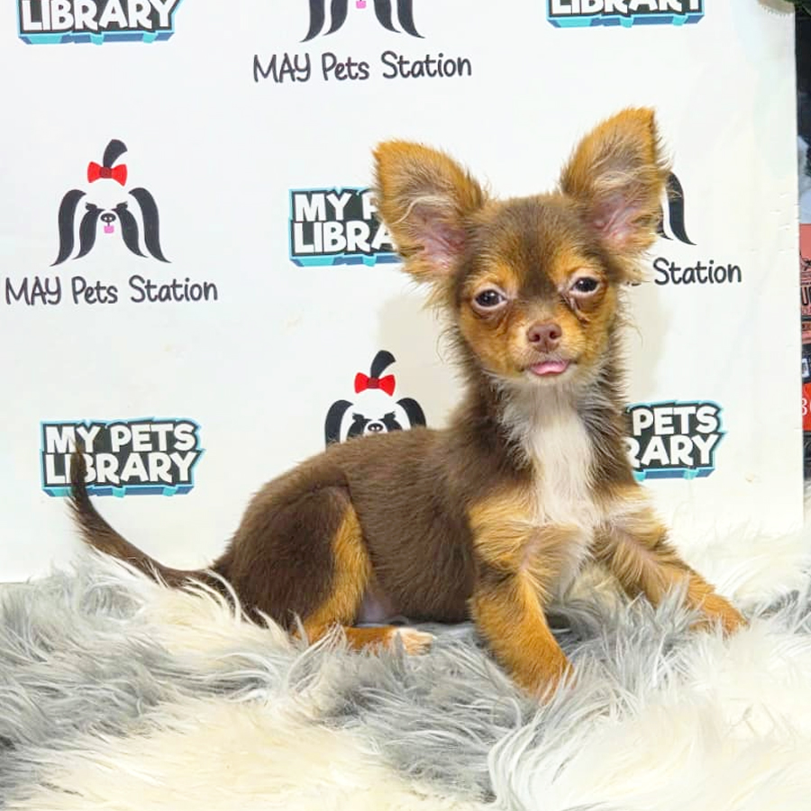 Long Coat Chihuahua Puppy