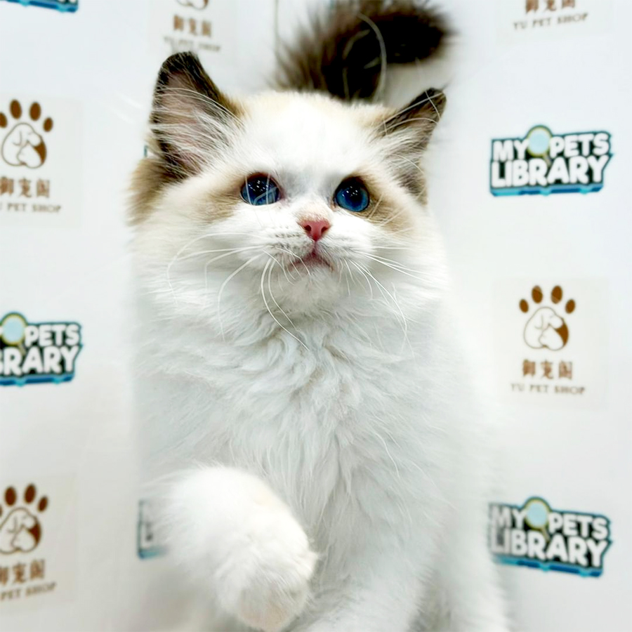Ragdoll Kitten
