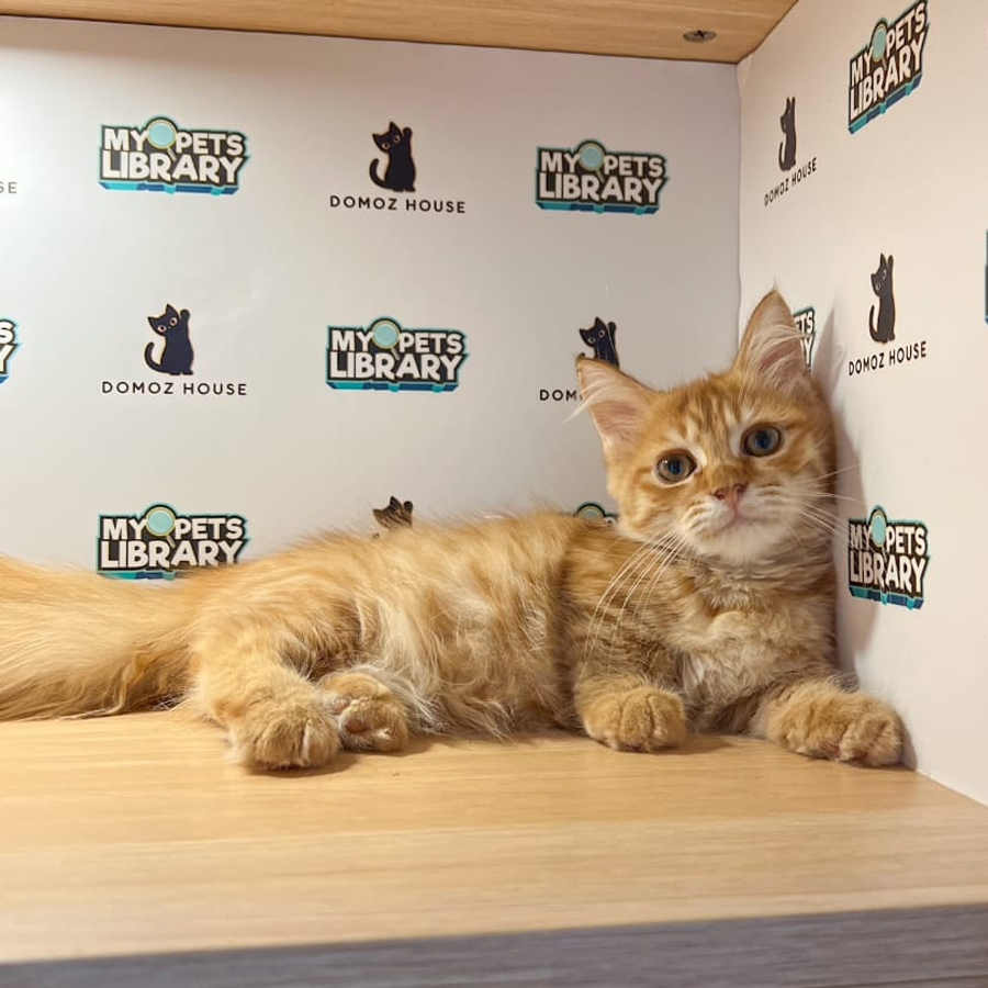 Minuet Napoleon Kitten