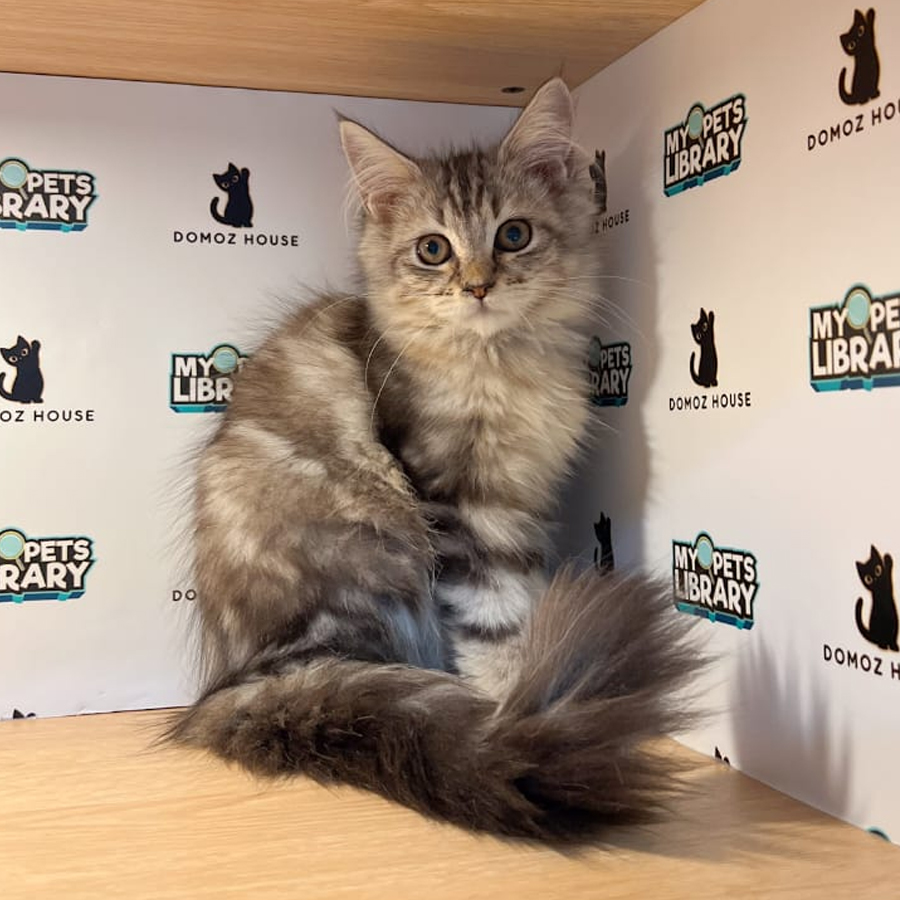 Maine Coon Kitten