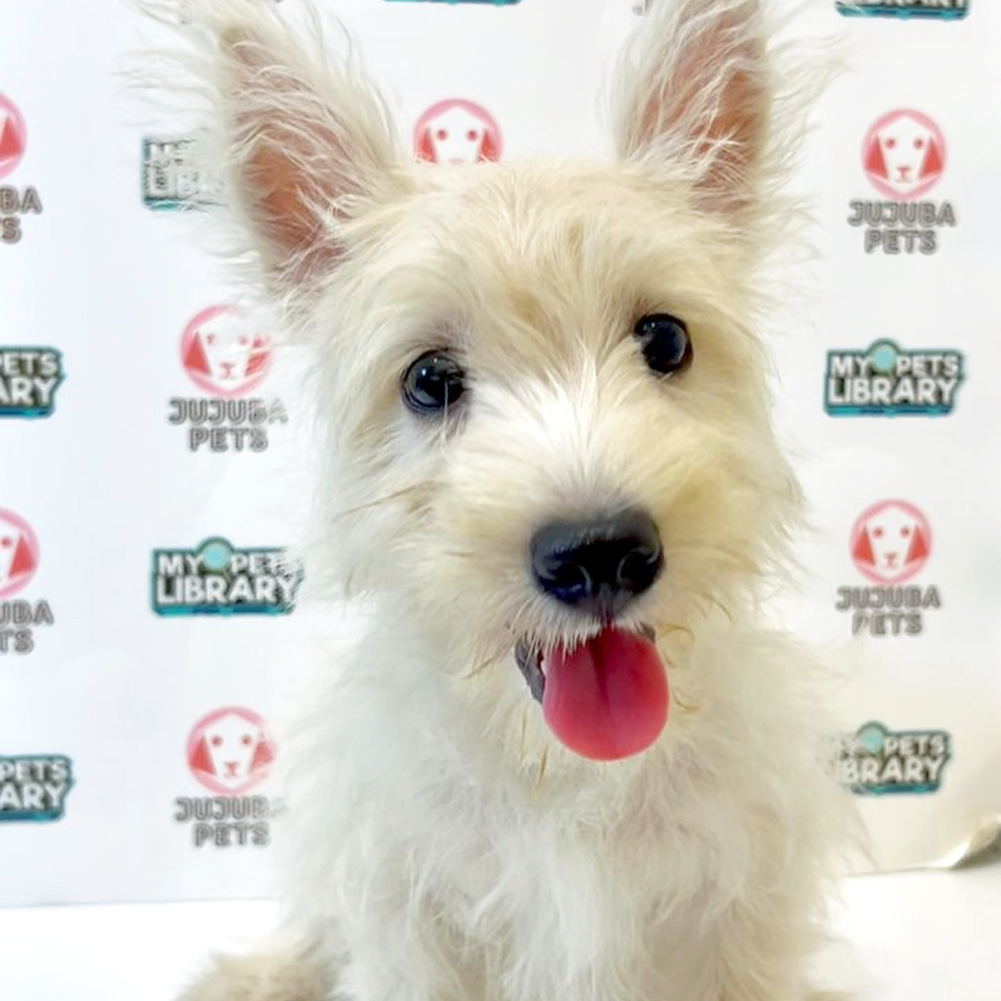 West Highland Terrier Puppy