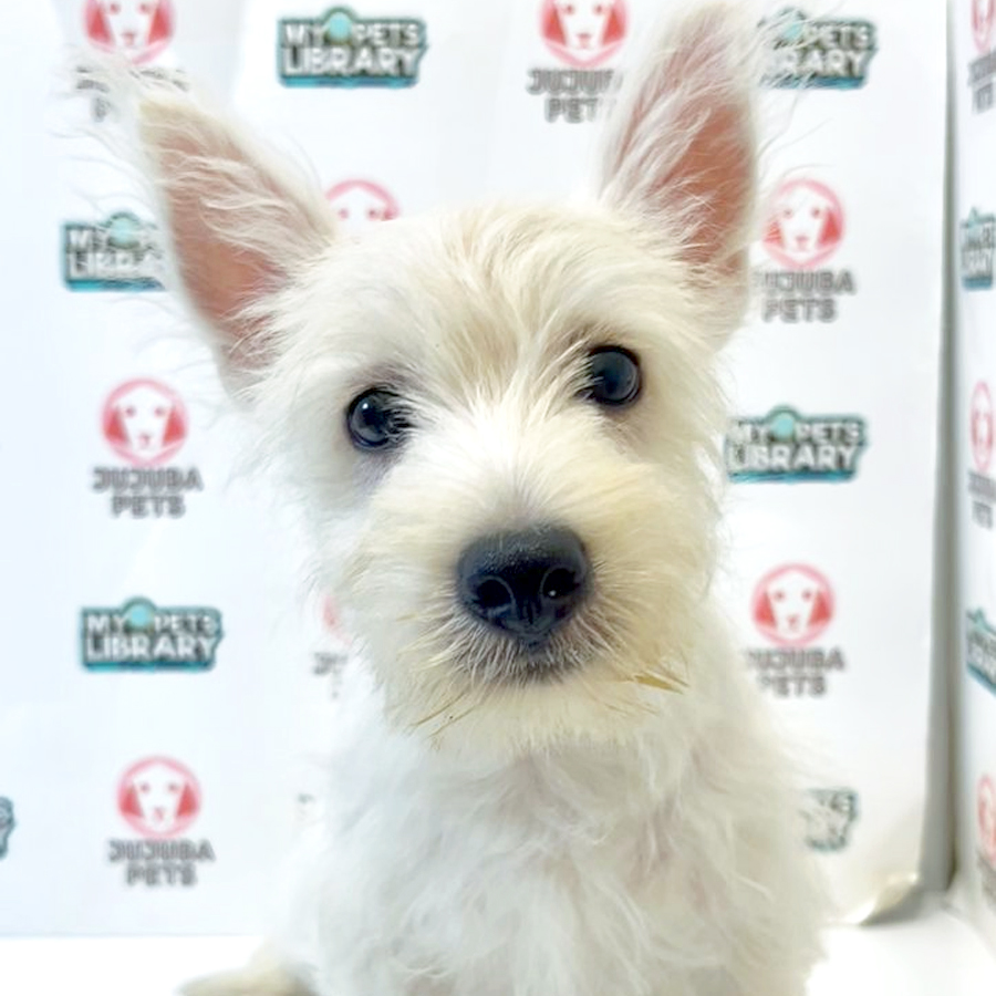 West Highland Terrier Puppy
