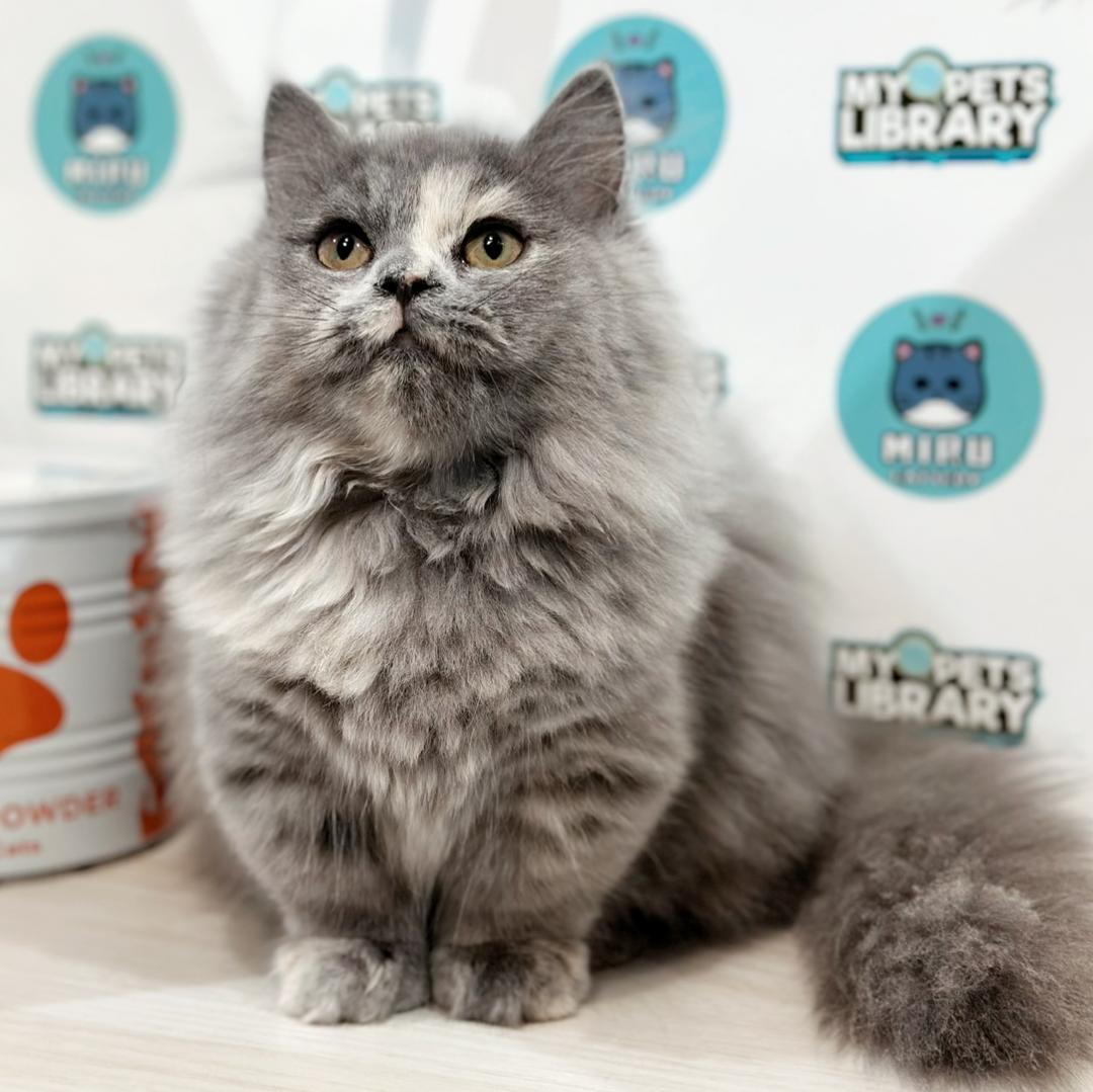 Super Short Munchkin Longhair Kitten