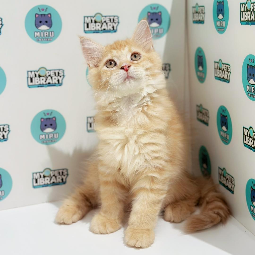 Maine Coon Persian Kitten