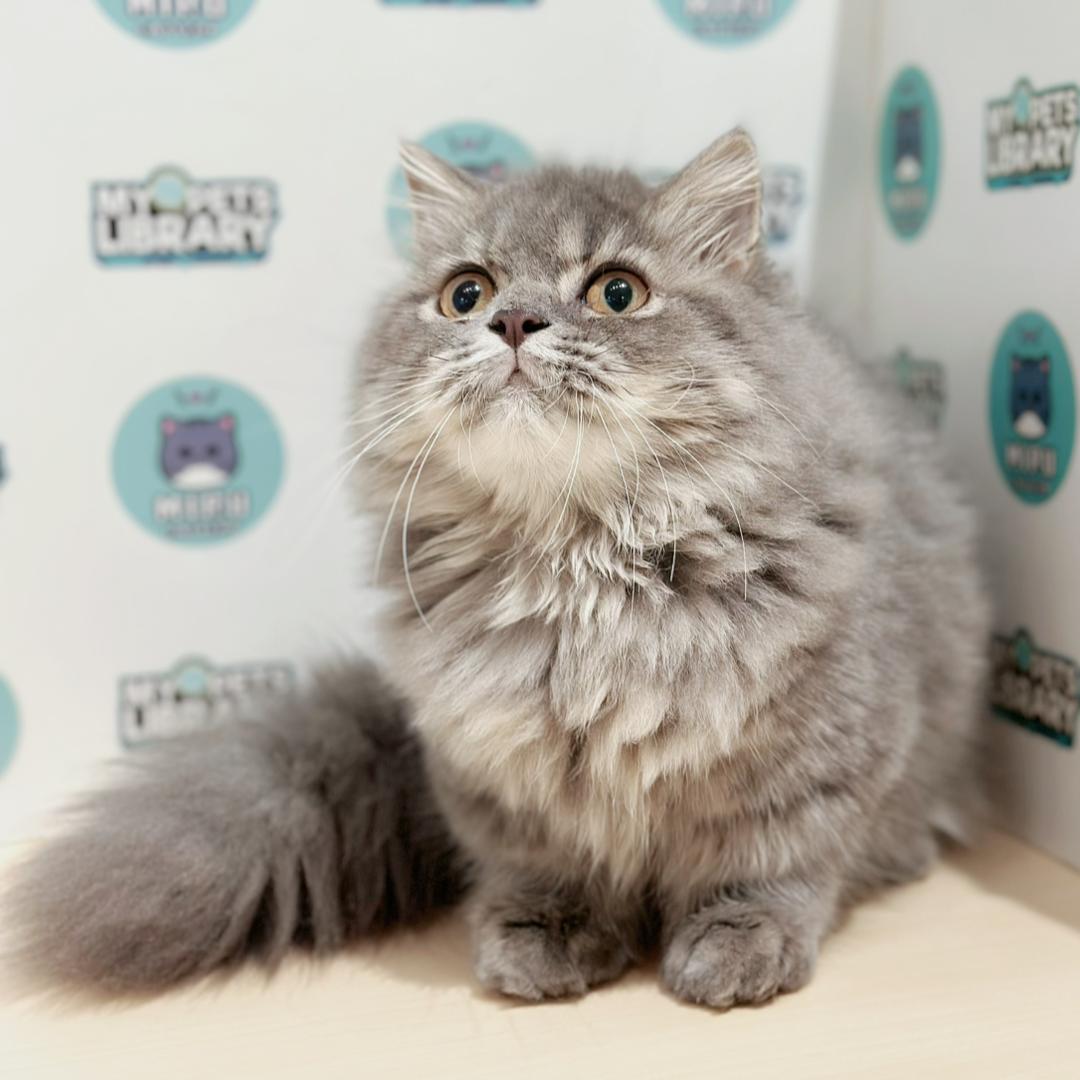 Super Short Minuet Napoleon Kitten