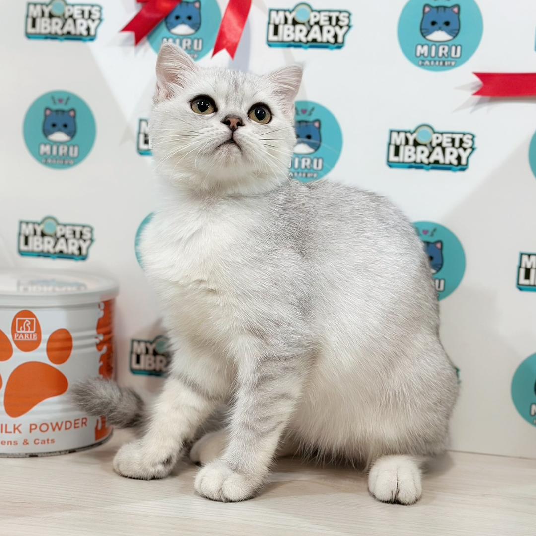 Scottishfold Kitten